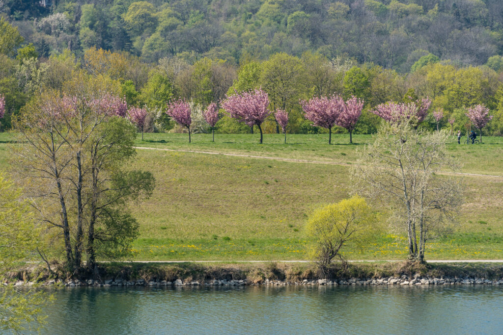 Auf der Donauinsel blühen wieder die Bäume