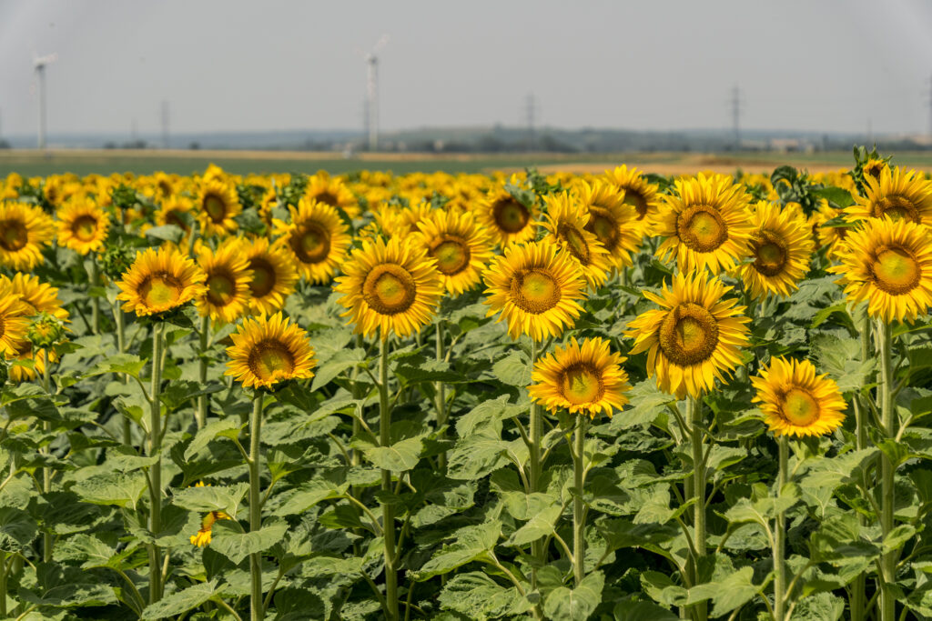 Der Sonne entgegen