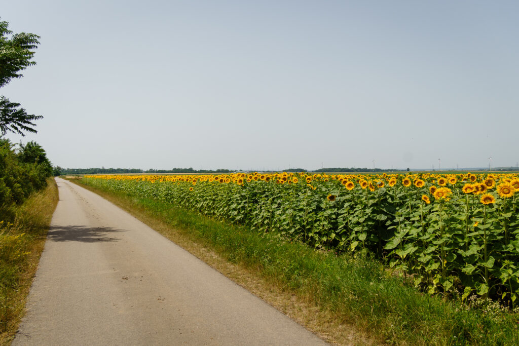 Nix los im Weinviertel