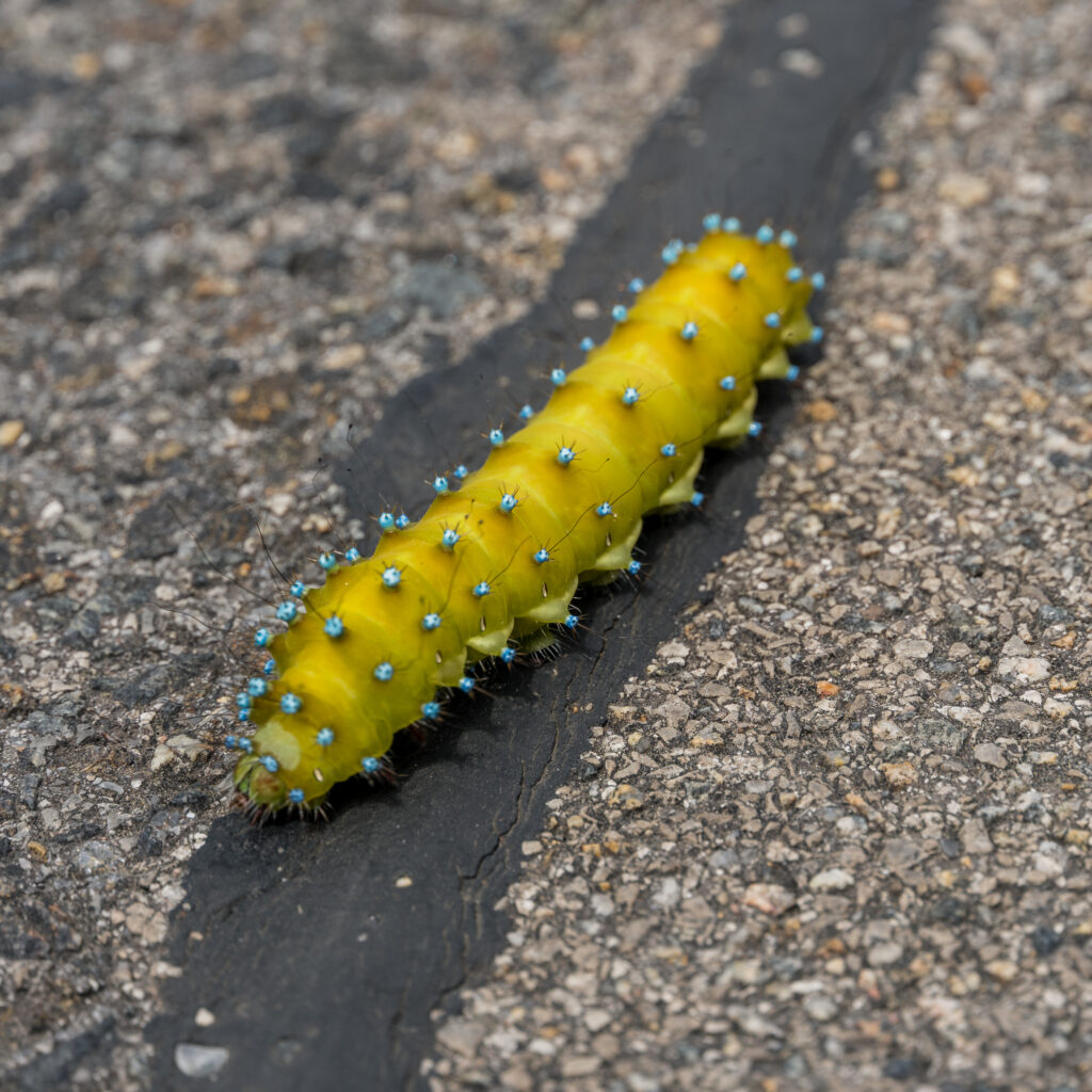 Ein Caterpillar im Weg