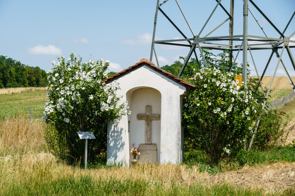 In voller Blüte