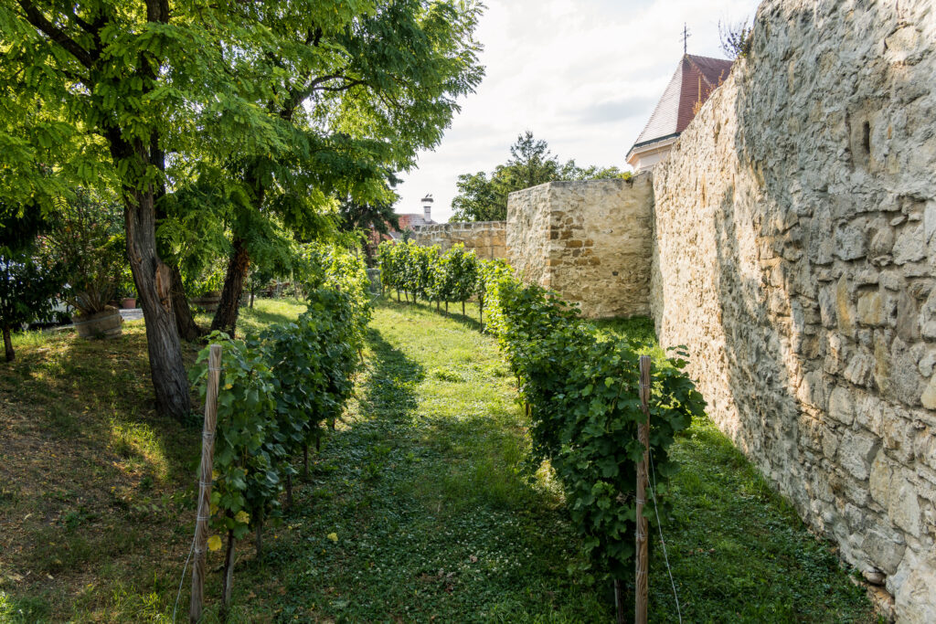 Weingarten vor den Mauern