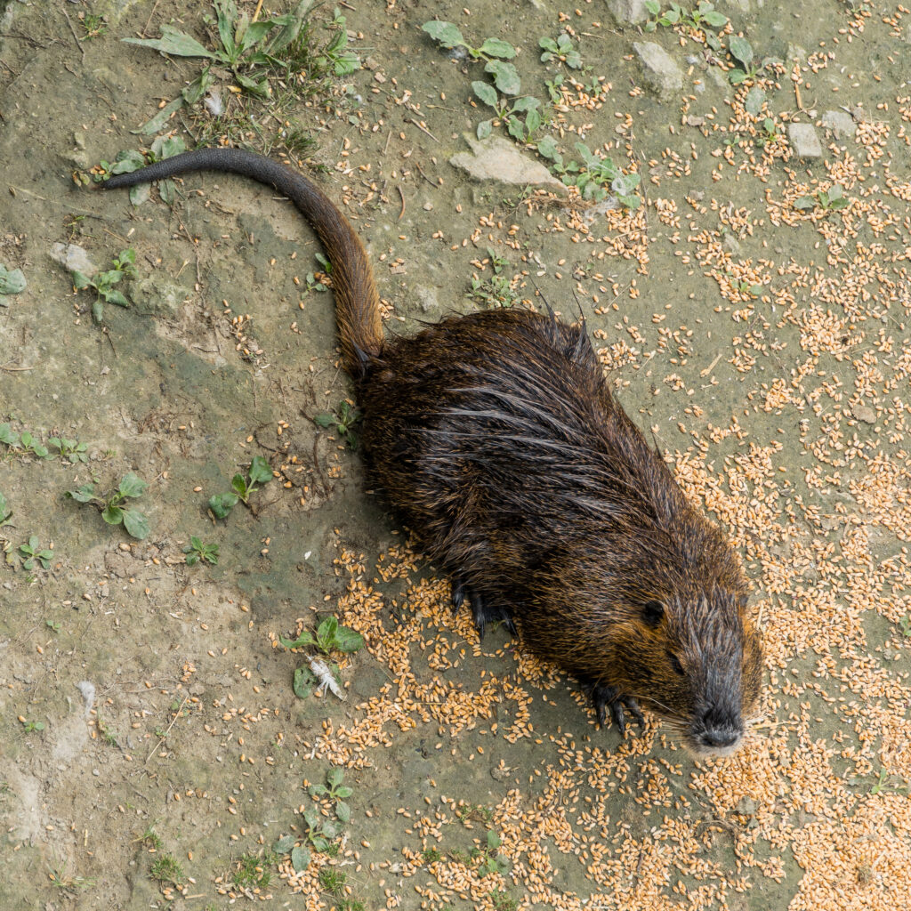 Mahlzeit