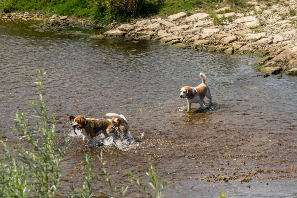 Da hat wer Spaß im Wasser