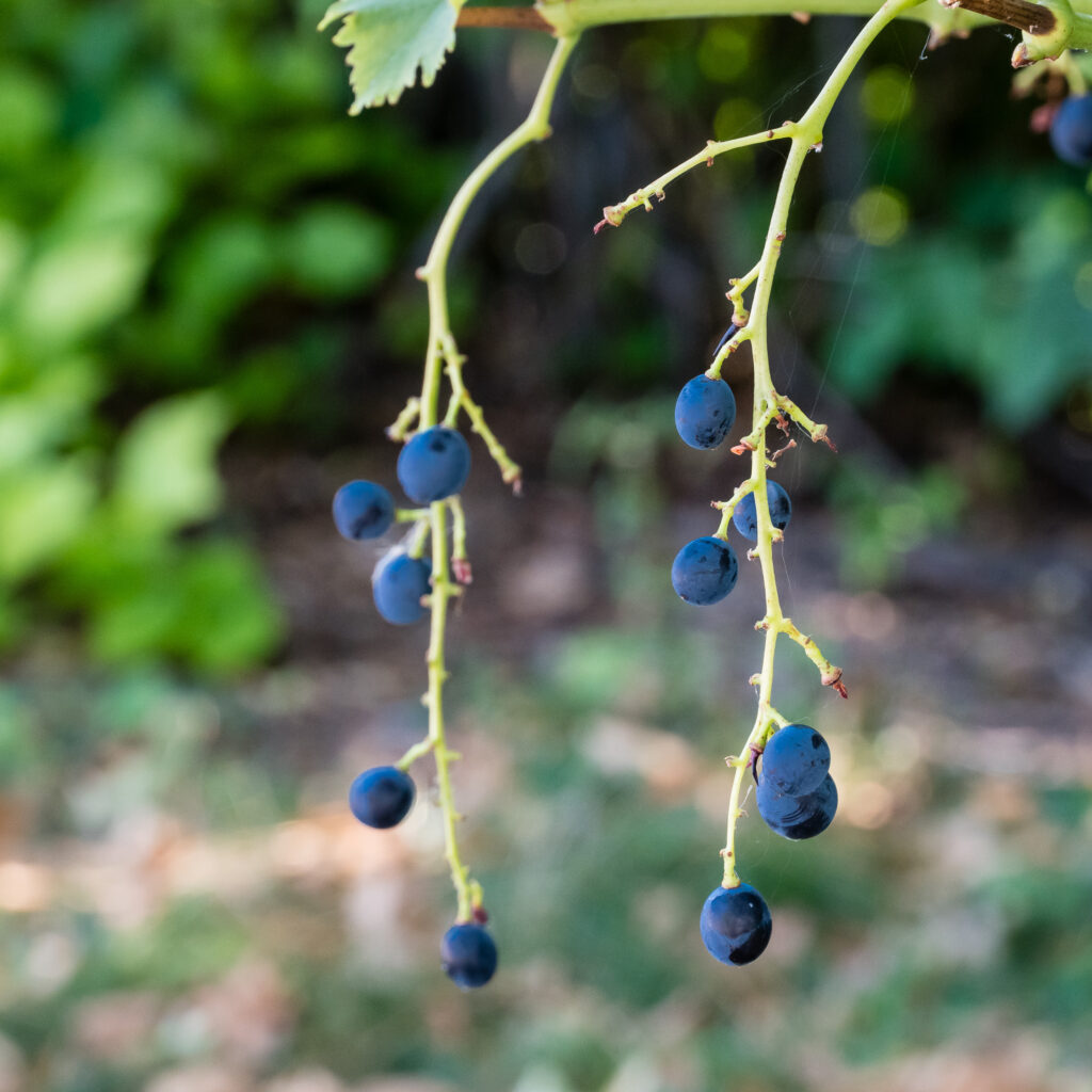 Die Weinlese hat schon begonnen