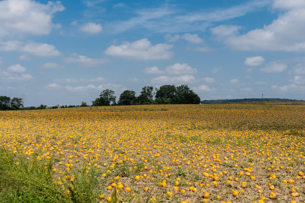 Orange Fields