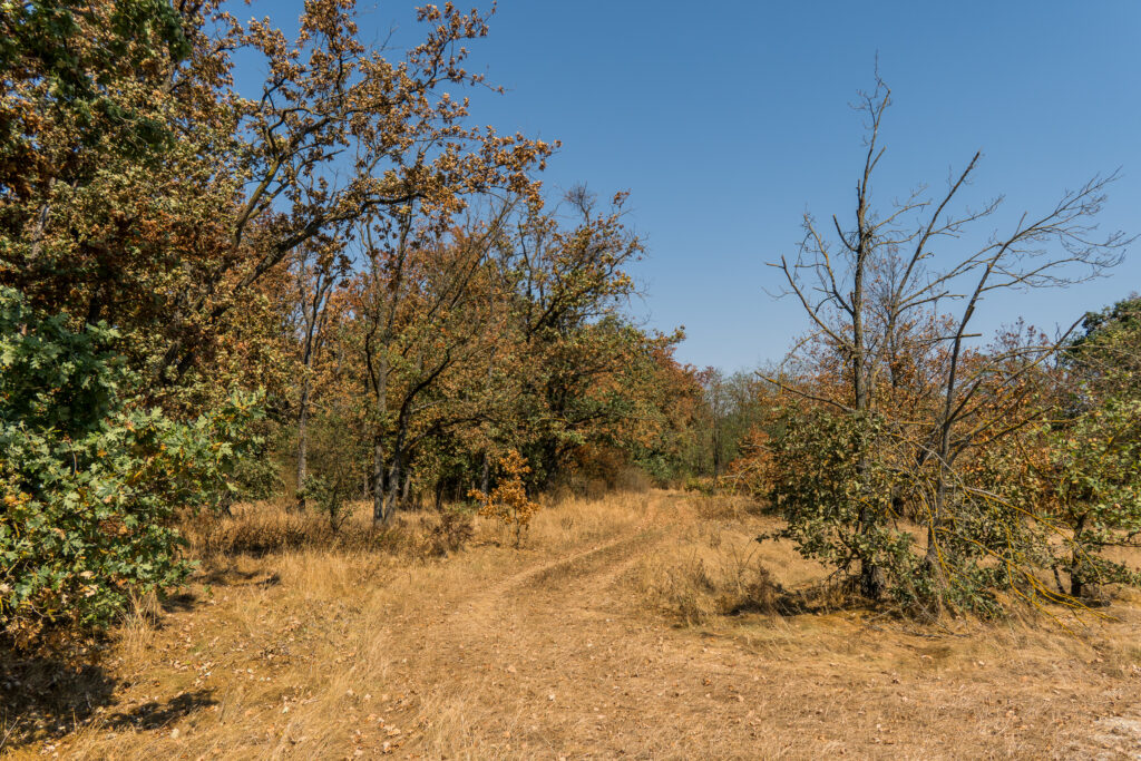 Die Savanne des Weinviertels