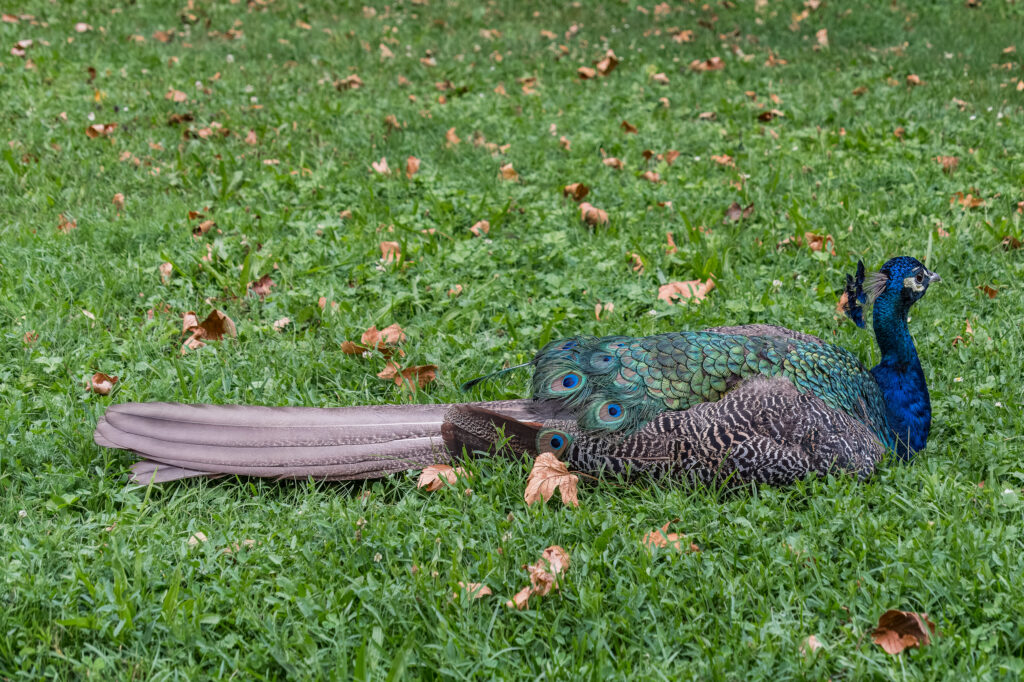 Herr Pfau sieht in der Mauser irgendwie arm aus