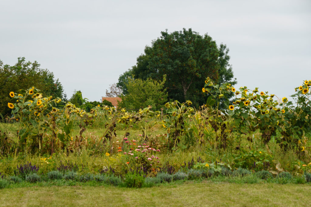 Die letzten Sonnenblumen der Saison