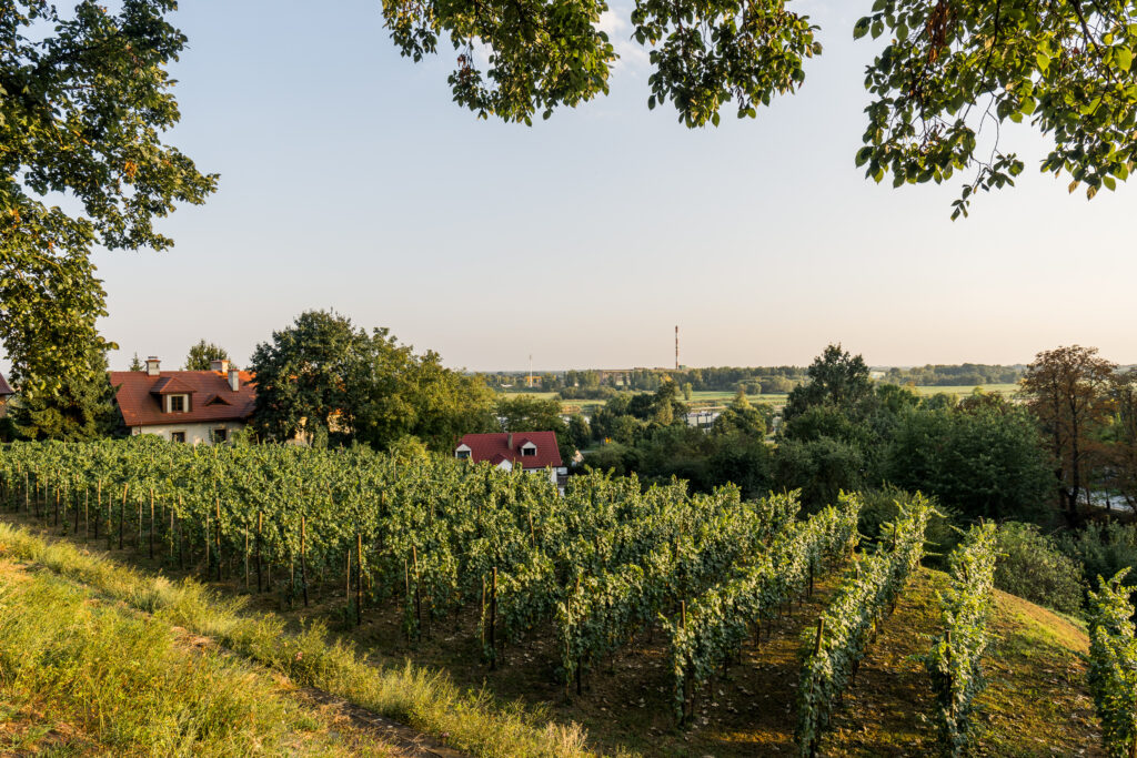 Der Bischöfliche Weingarten