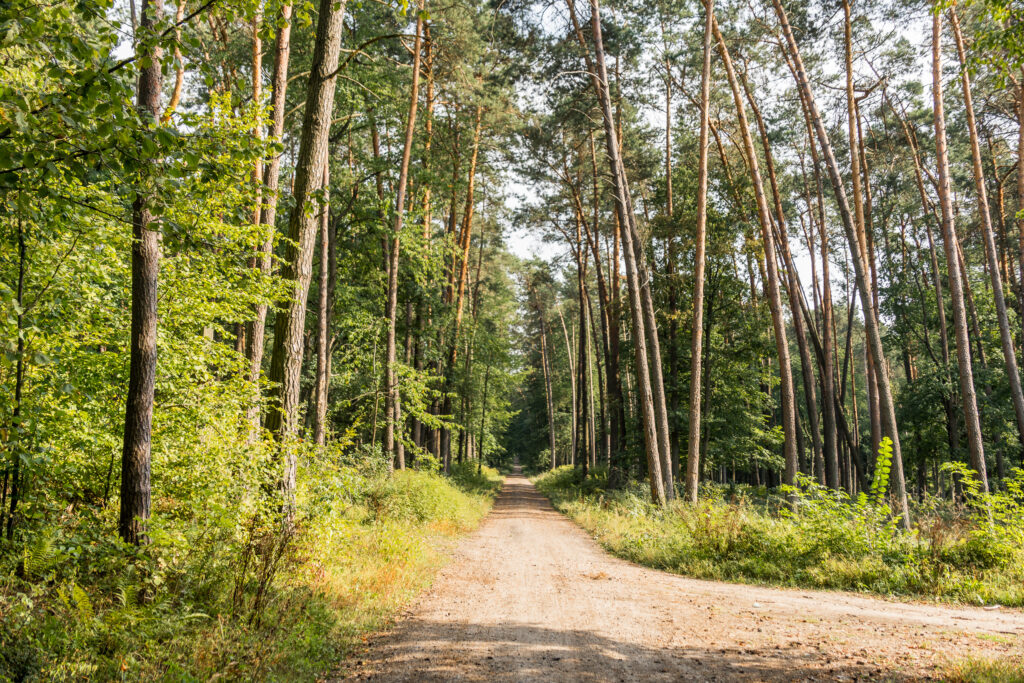 Durch den Wald hoppeln