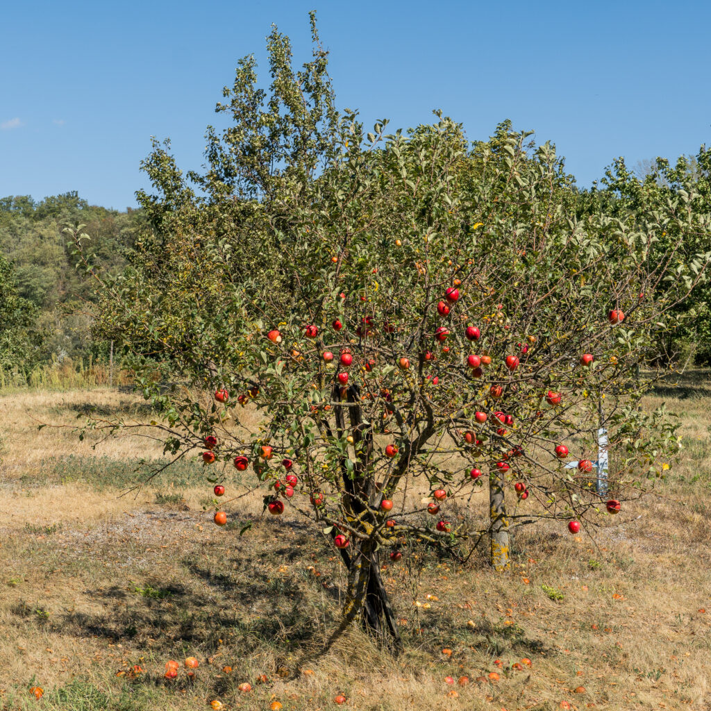 Wie im Garten Eden - nur ohne Schlange