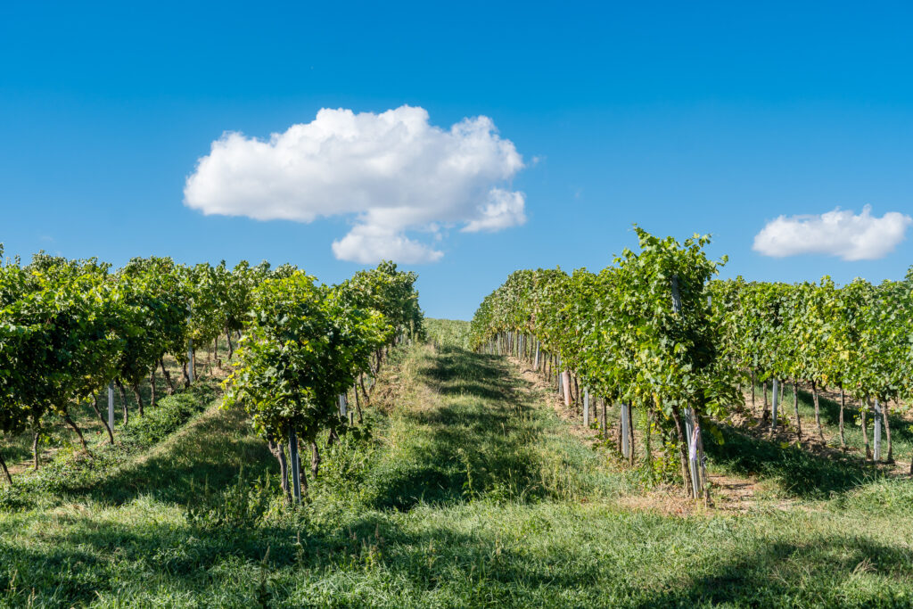 Teilweise ist der Wein schon weg