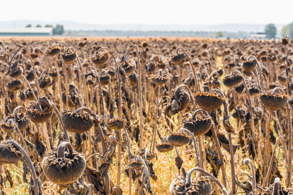 Untrügliches Zeichen von Herbst