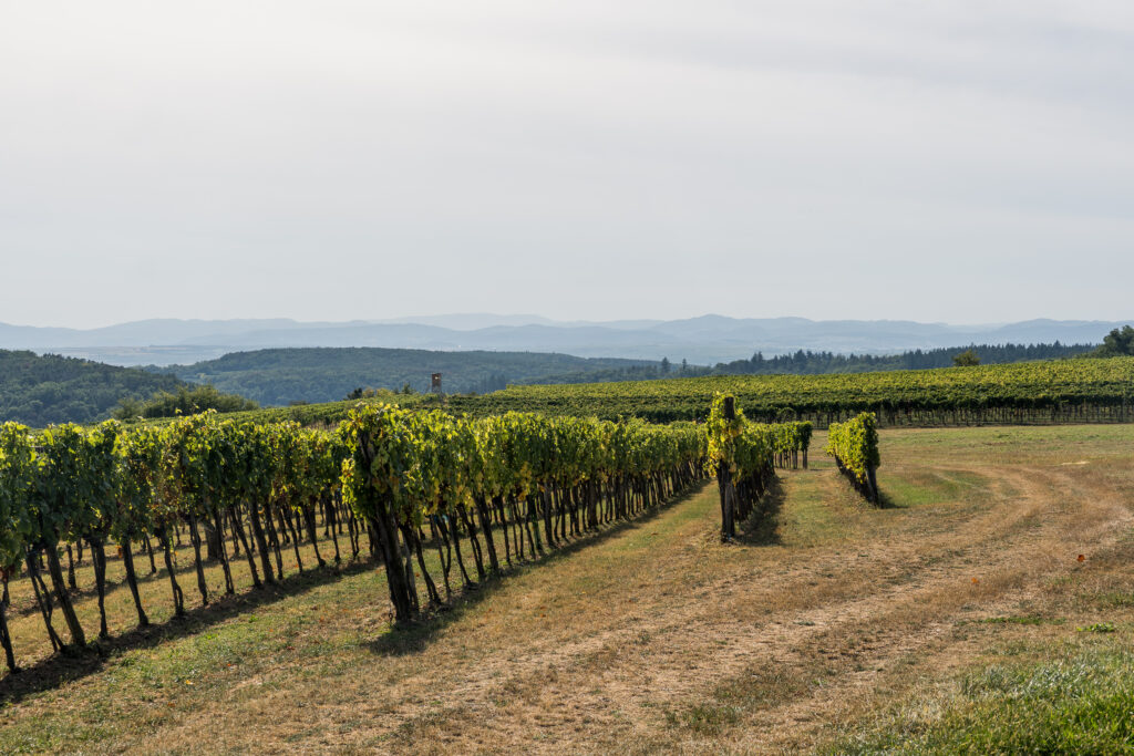 Der Wein steht bereit