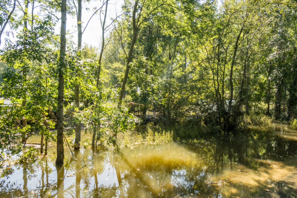 Wasserwald