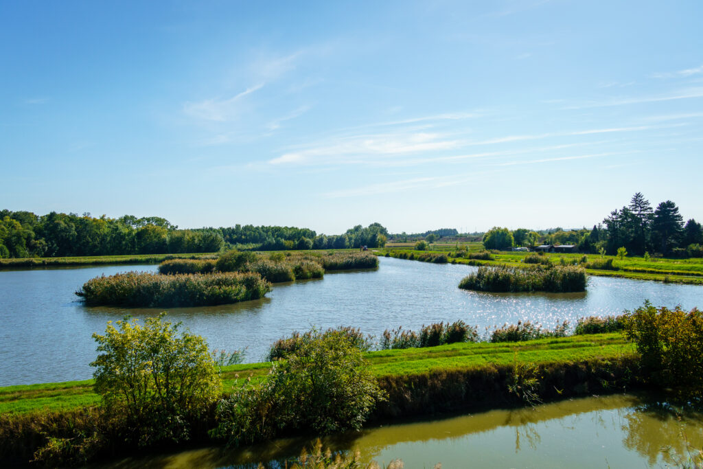 Die Teiche in Hohenau schauen aus wie immer