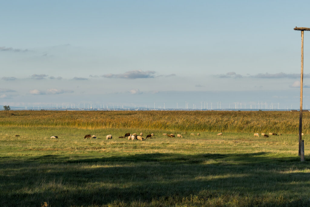 Pannonische Tieflandschafe