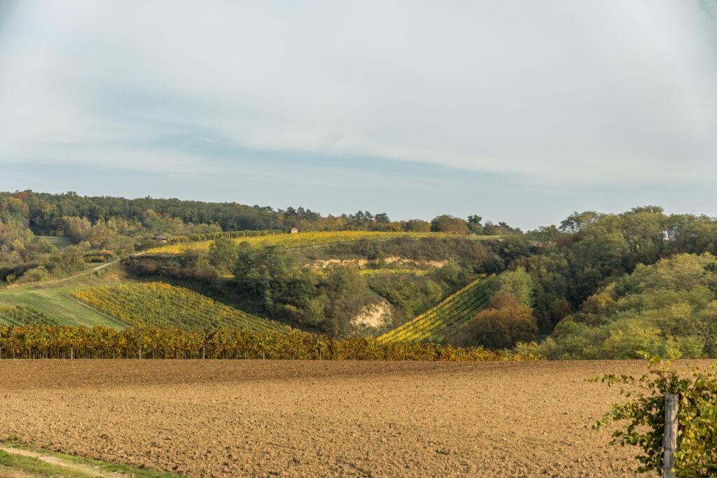 V wie Veltliner