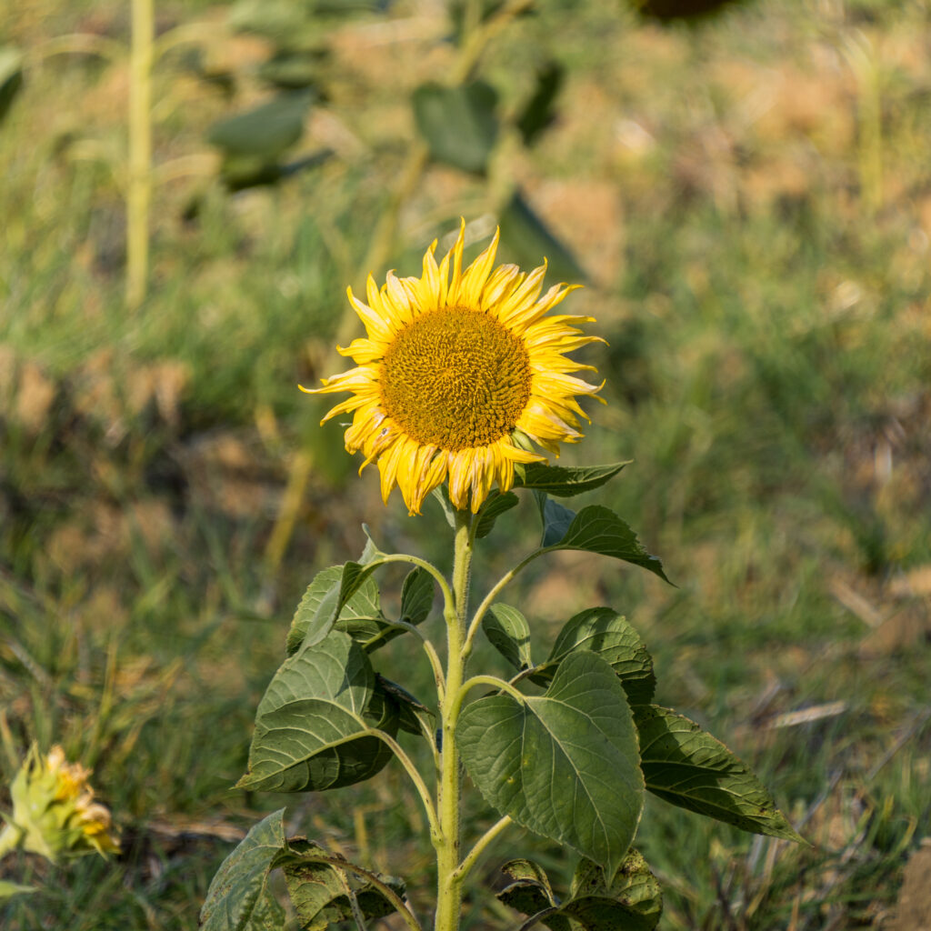 Die Letzten der Saison