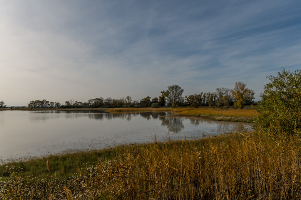 Endlich wieder gut gefüllt - der Seewinkel