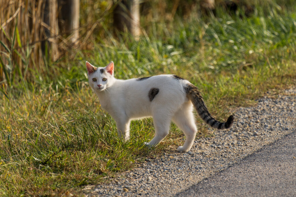 Sadie? SADIE?! ... nein Mattheo beim Spaziergang