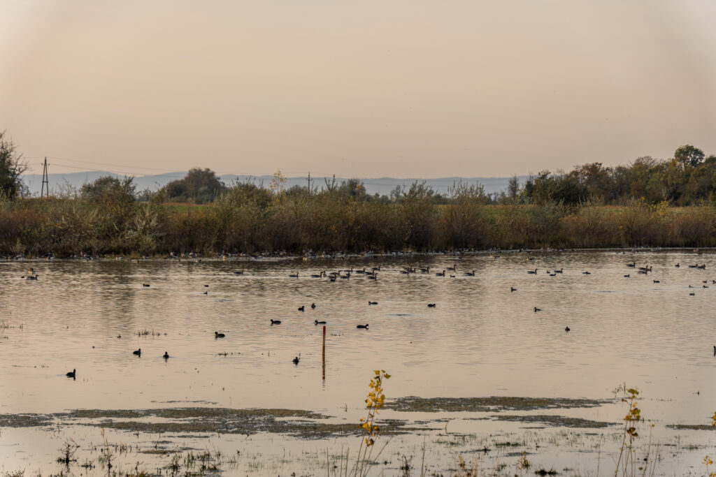 Zicksee ist voll - mit Wasser und Wasservögeln