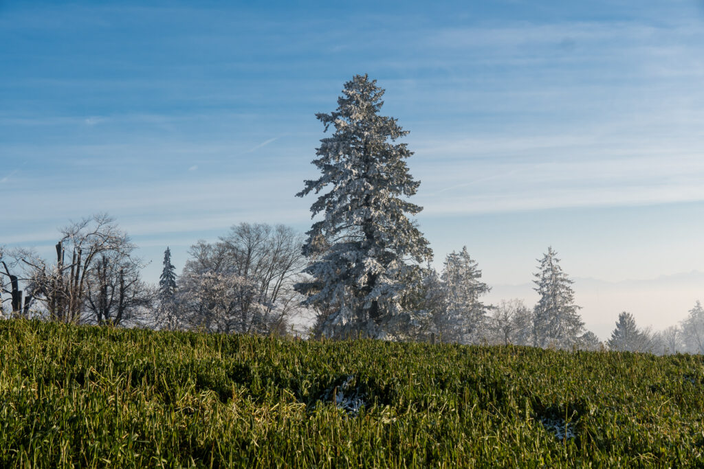 Grün-Weiss