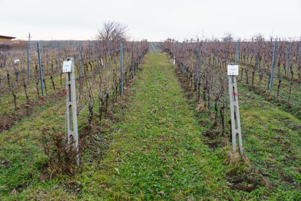 Der Wein ist noch im Winterschlaf