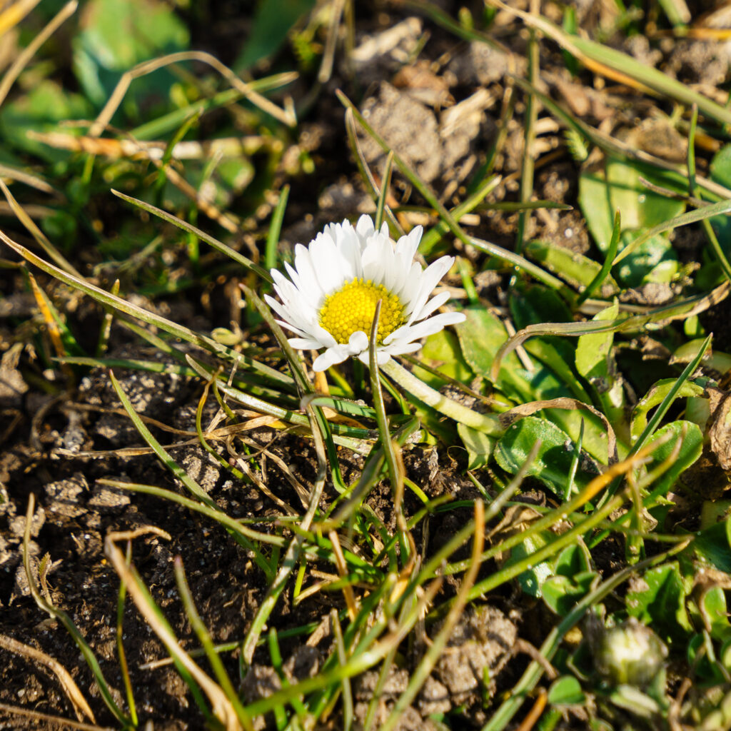 Die ersten Blüten sprießen