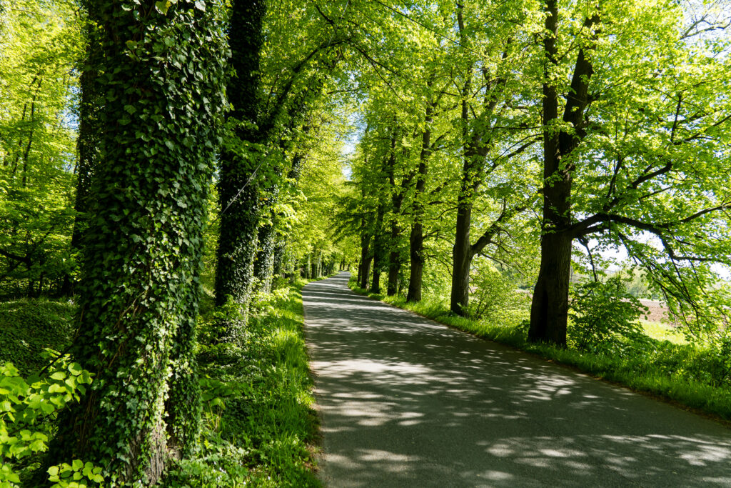 Grüne Nebenstraßen