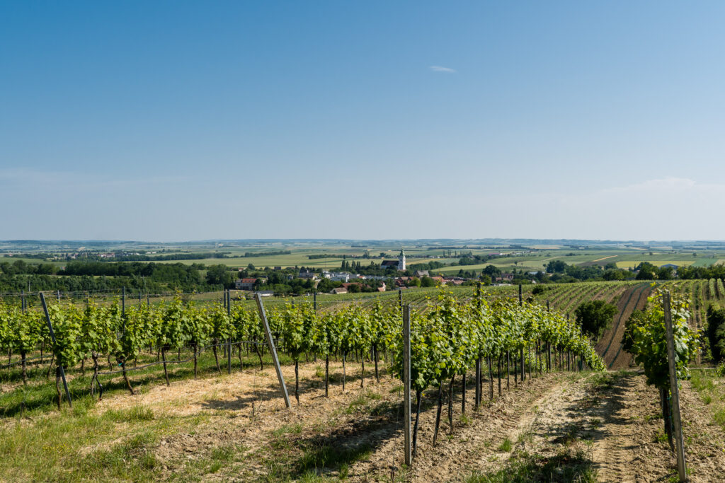 Und jetzt doch noch Wein
