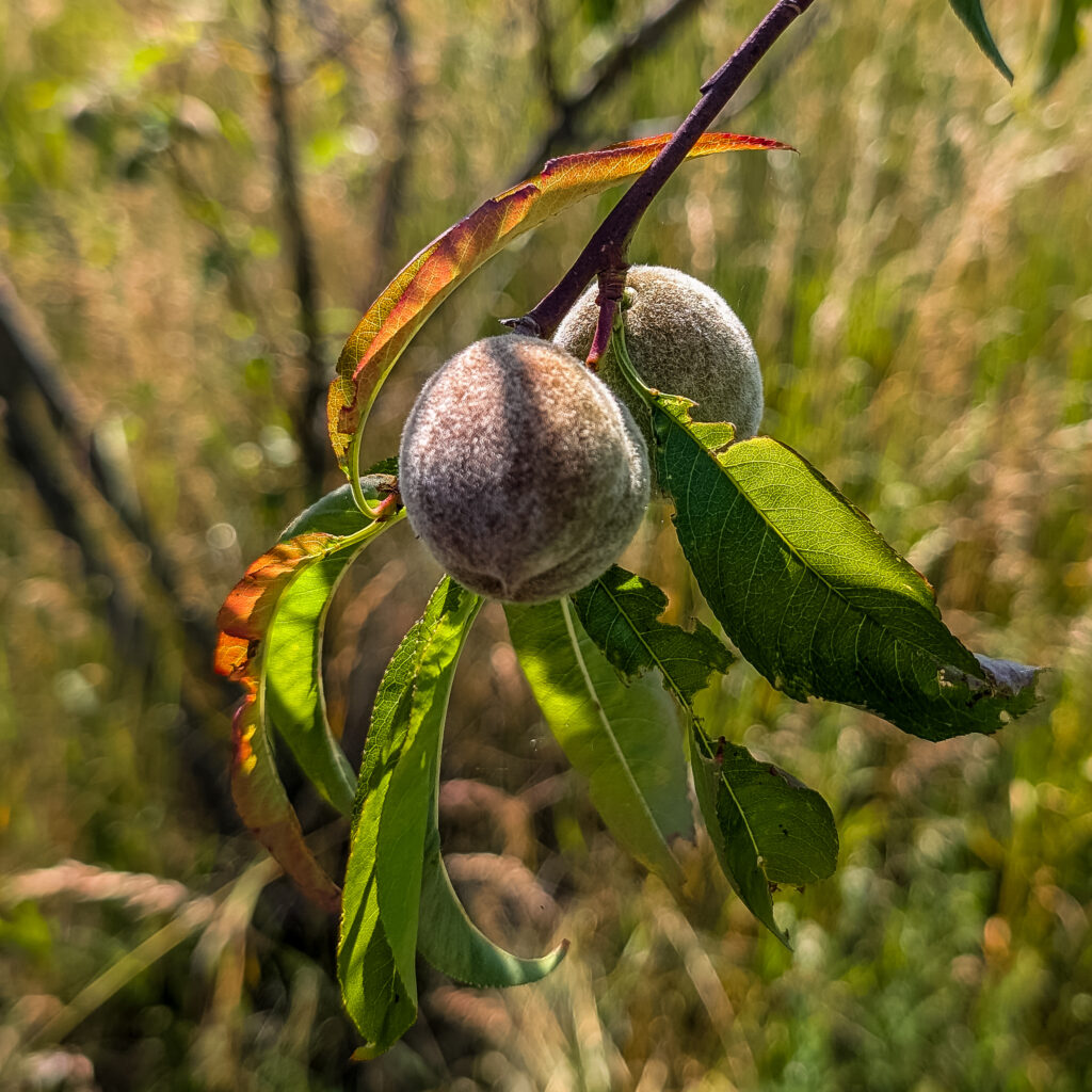 Steinobst in the making - haarig ist es schon