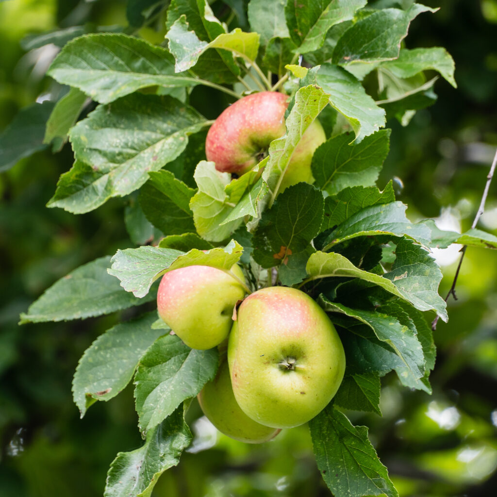 Mehr Herbst: die Äpfel werden reif