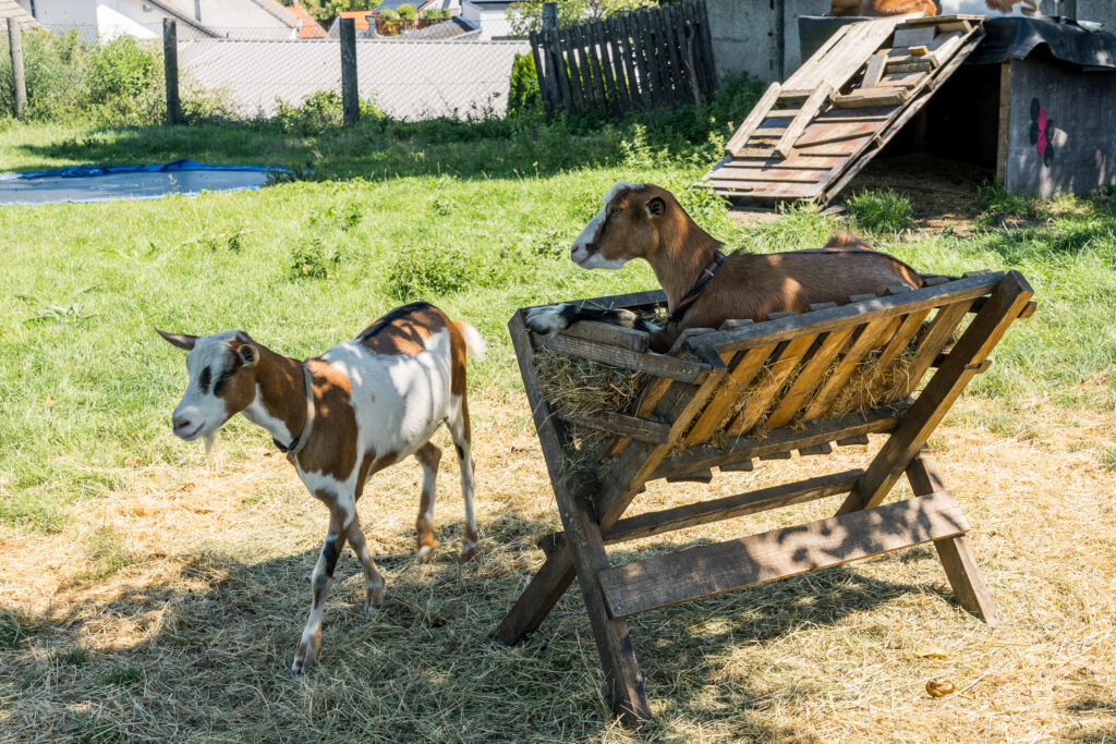 Geh aus meinem Essen!