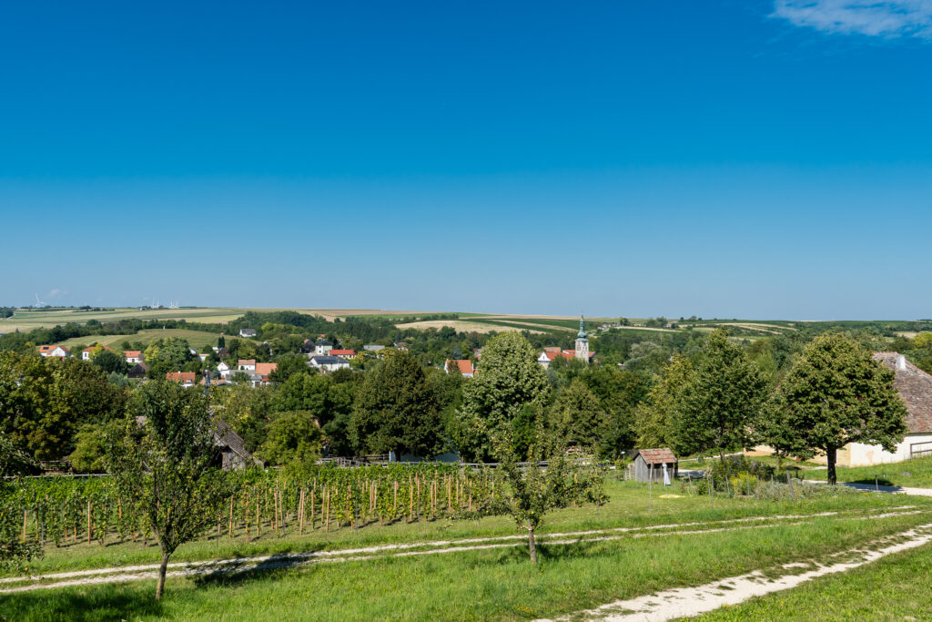 Weinstöcke - im eigentlichen Sinne