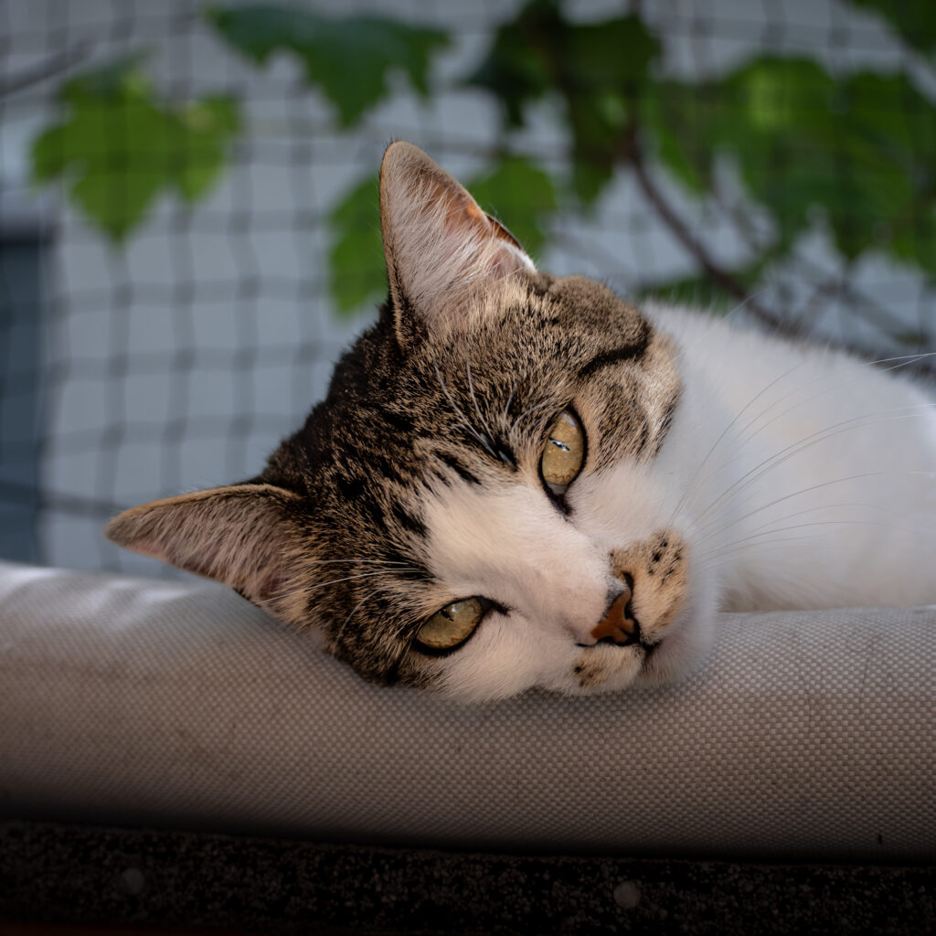 Ich fahr nicht mit - viel zu faul