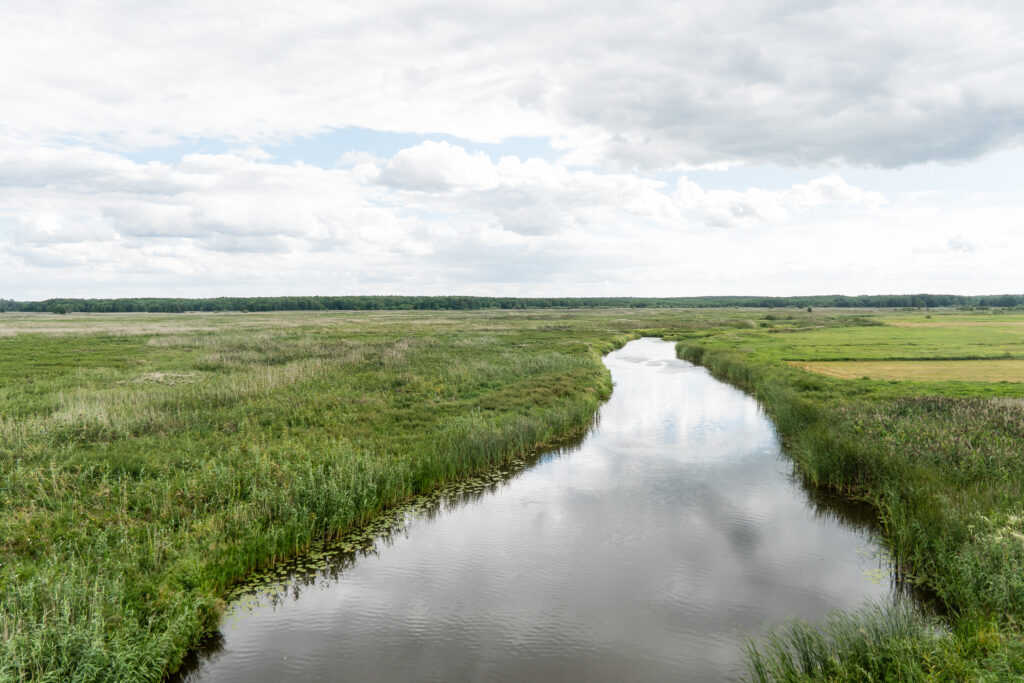 Narev II - einer der letzten erhaltenen anastomisierenden Flüsse Europas
