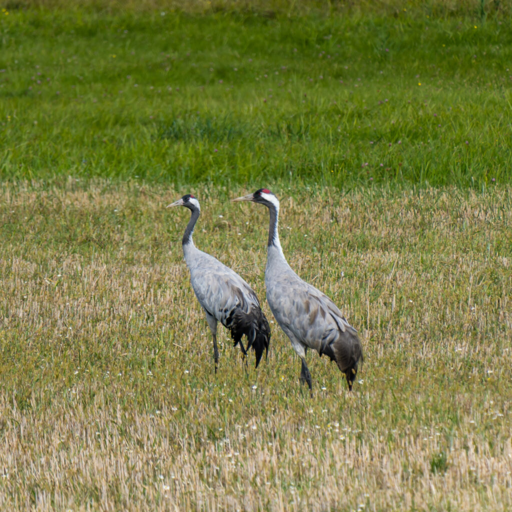 Kraniche - vermutlich auf der Durchreise
