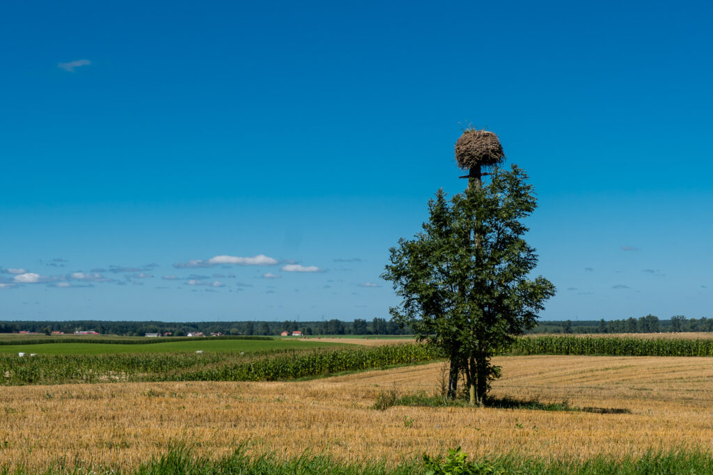 Die Störche sind schon fast alle weg