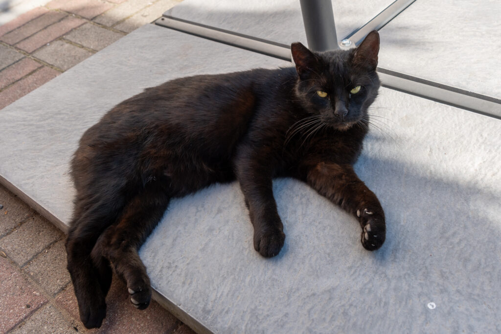 Schwarzer Schmusekater