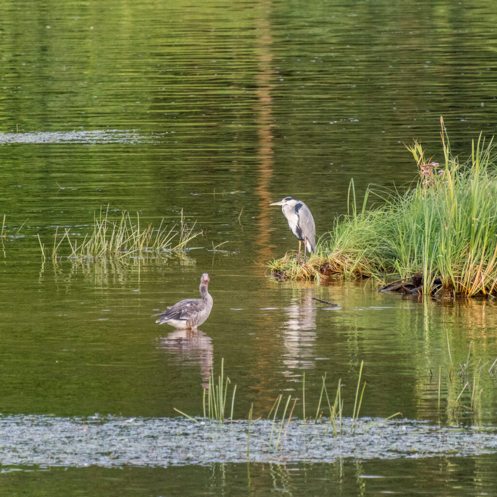Jetzt wirklich Birdwatching