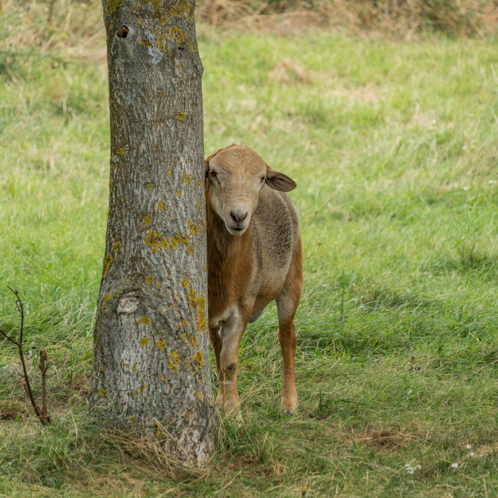 Noch etwas schüchtern