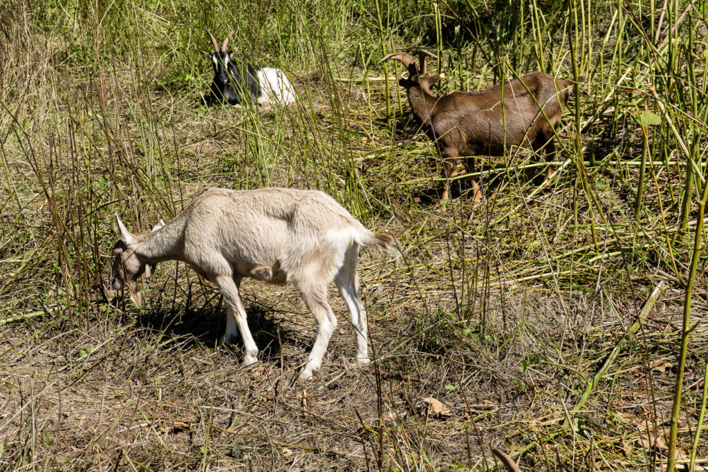 Die Ziegen fressen sogar den Staudenknöterich mit Genuss