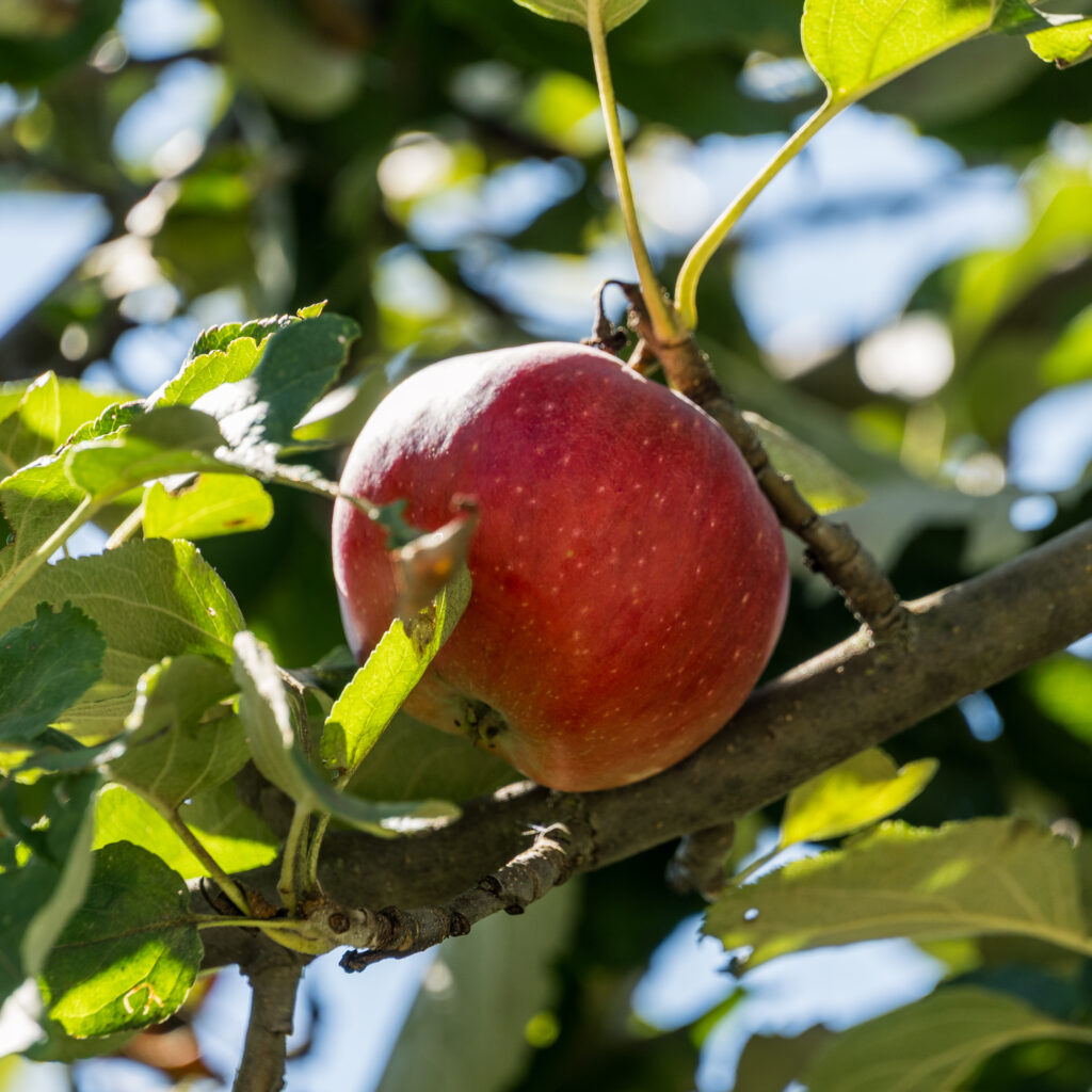Die Labestationen haben ganz frische Äpfel