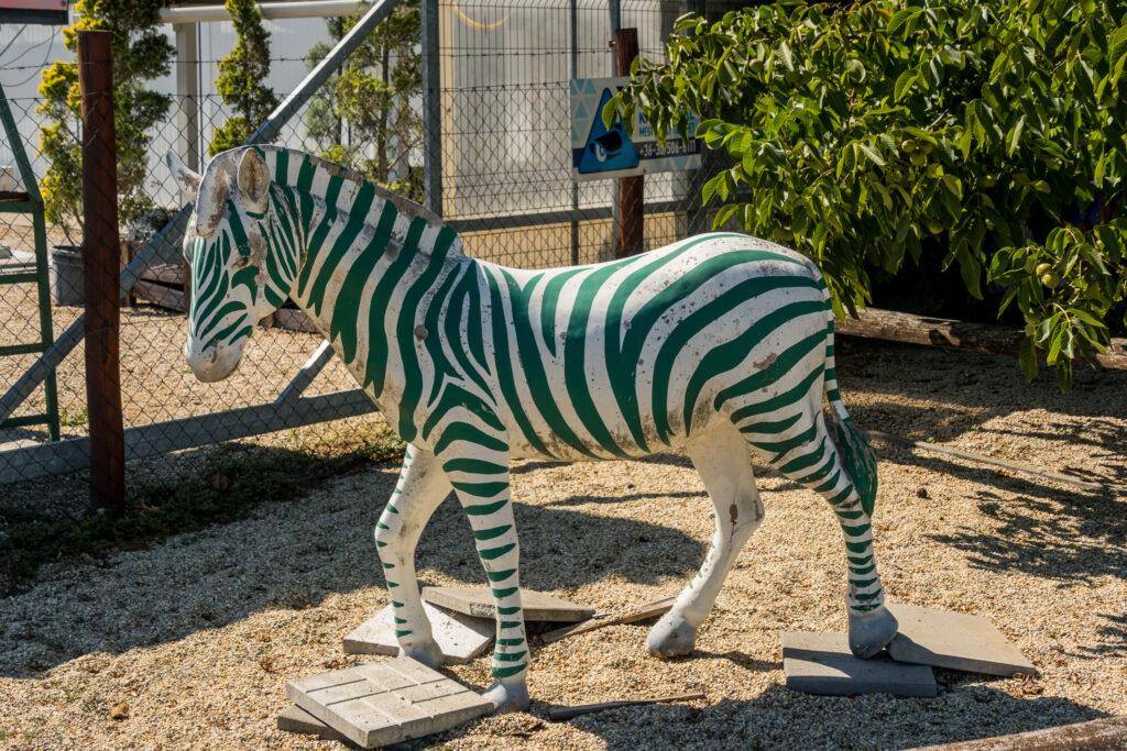 Gmundner Rapid-Zebra