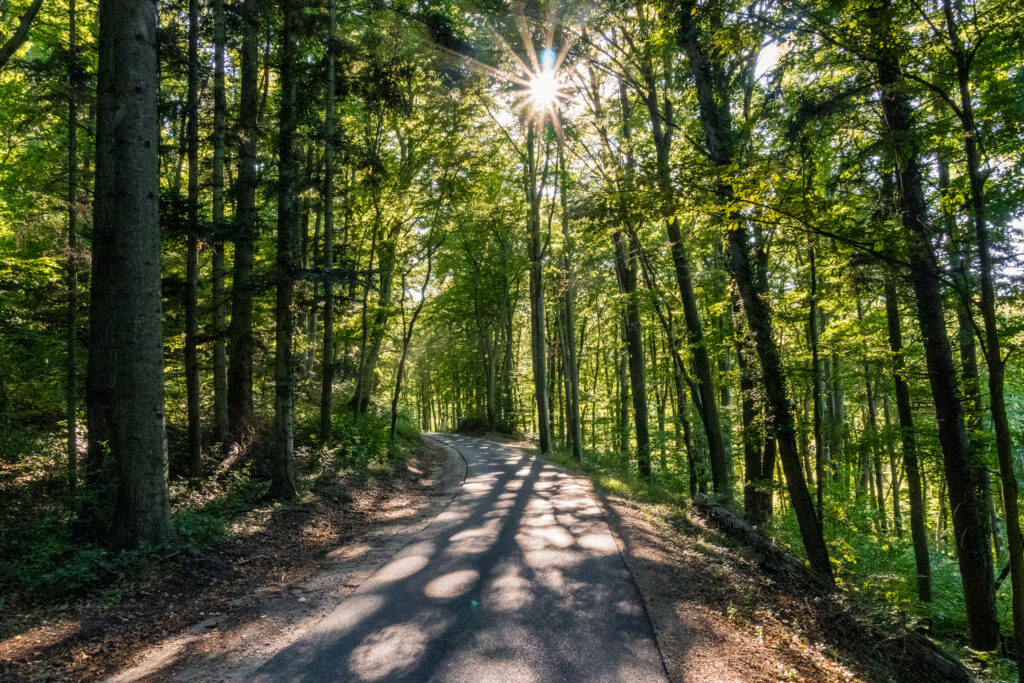 Wie im Wienerwald - nur ohne Wiener*innen