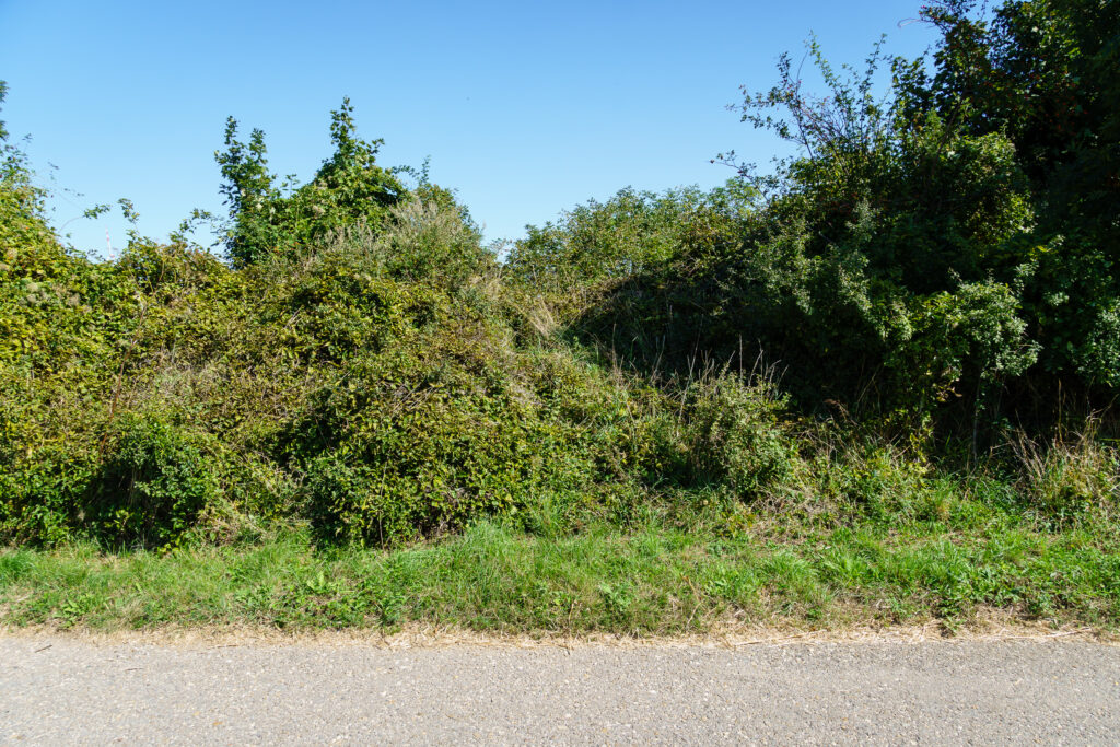 Hinter dem Gestrüpp versteckt sich der Wall