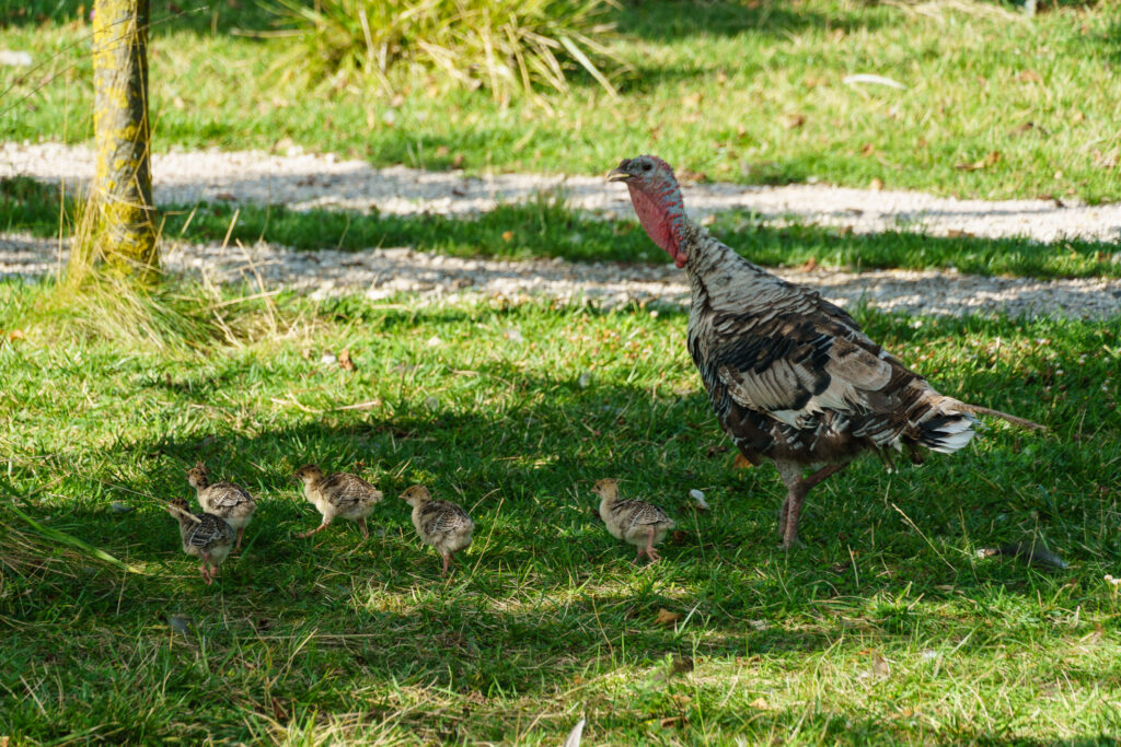 Truthan-Nachwuchs - superniedlich