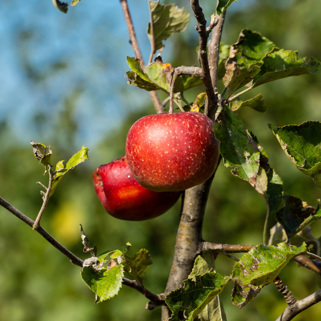 Ist das schon der Blutmond von heute?